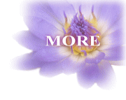 �gMORE�i���A�j�A�`���b�g���f�B���l�h